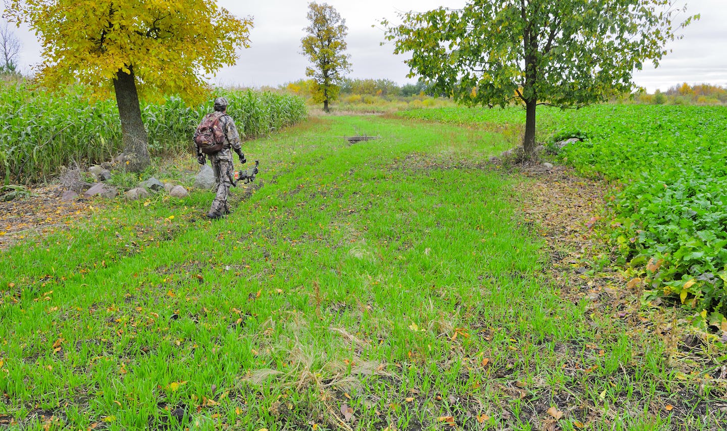 Food plots of a half acre of corn on the left, a half acre of brassicas on the right, and oats in the middle provide deer a choice throughout the fall and early winter.