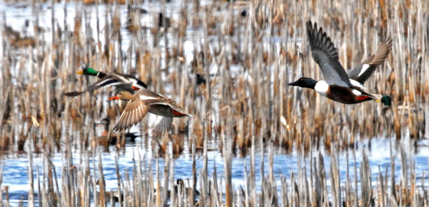 Restoring drained wetlands and plowed grasslands has been a priority for the Outdoor Heritage Fund, created by passage in 2008 of the Legacy Amendment and overseen by the Lessard-Sams Outdoor Heritage Council. About 90 percent of the state's farmland wetlands have been lost, and wildlife dependent on that habitat, including ducks, have suffered. This photo of spring migrating ducks was taken last week in western Minnesota. ORG XMIT: MIN1304251902050651 ORG XMIT: MIN1308021515255933 ORG XMIT: MIN