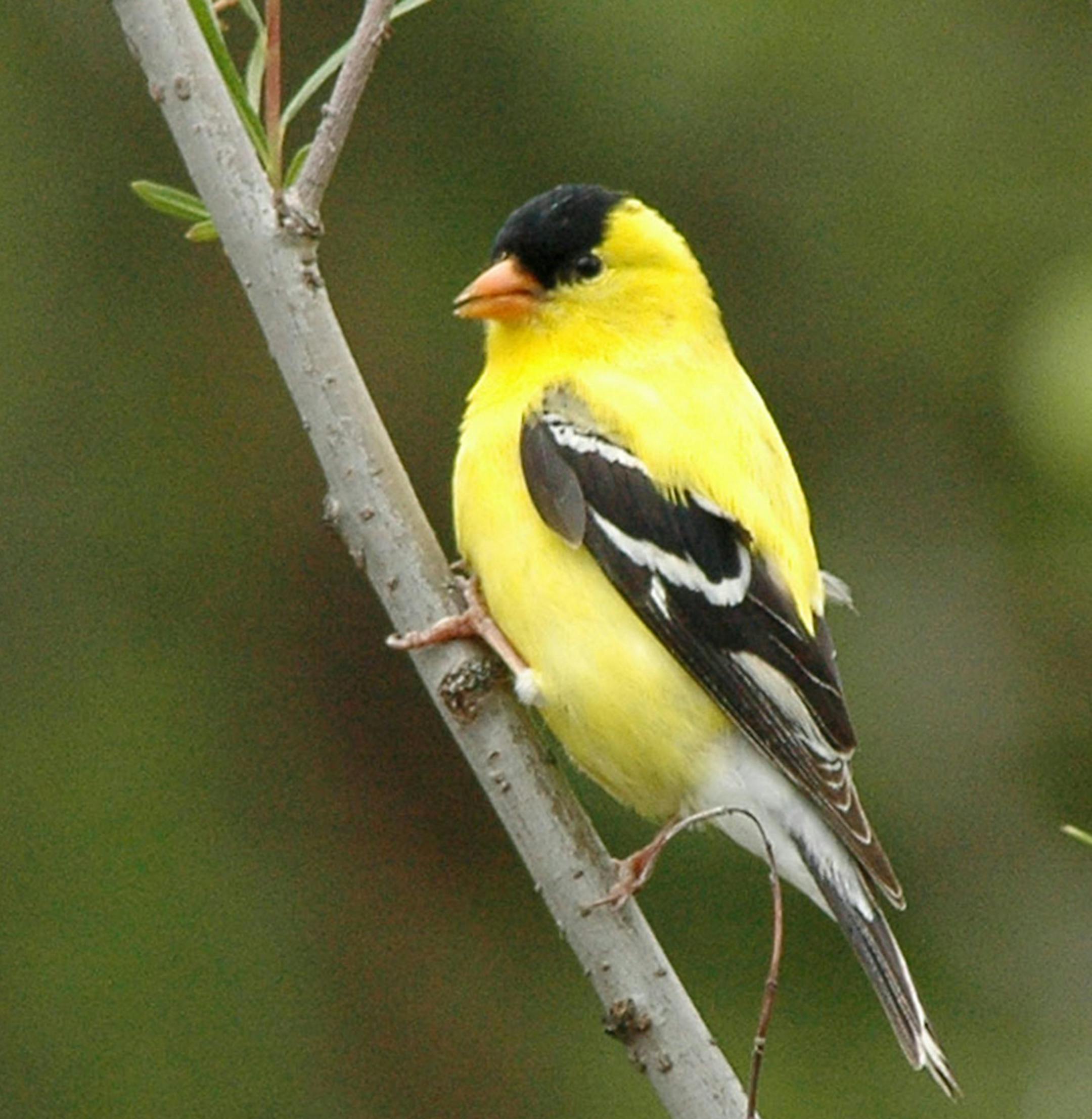 American Goldfinches show molt as well as any of our local birds. The males loose their bright black and yellow plumage in the fall, regaining it in the spring. This bird, looking directly at the camera, is in transition. credit: Jim Williams