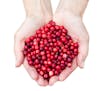 Womans hands holding fresh red lingonberries isolated on white background