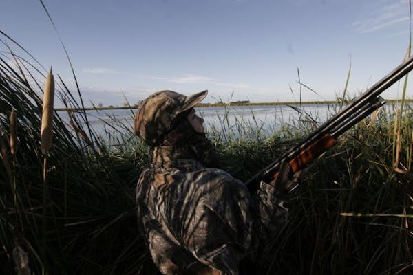 Doug Smith/Star Tribune/Sept. 18, 2010, near Morris, Mn.
Jared Otterstatter, 12, of Redwood Falls, Minn., watched ducks circle over a slough he was hu