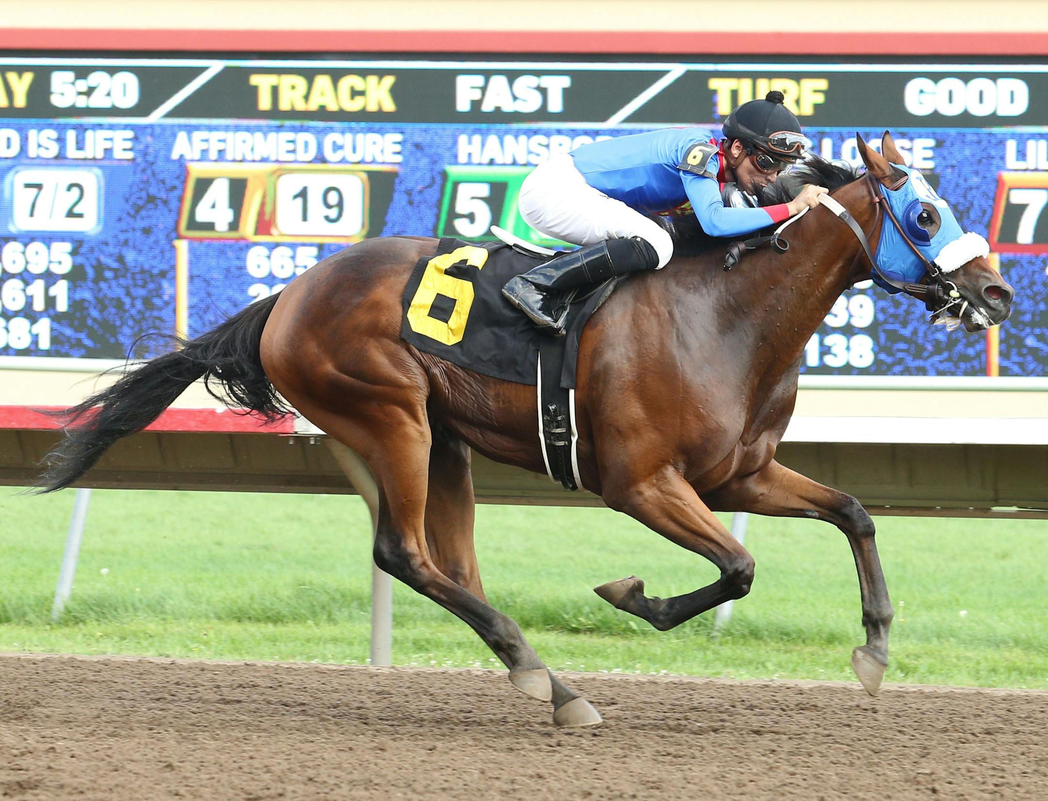 Photo of "AP is Loose," a horse that will run in Sunday's Festival of Champions at Canterbury (as well as the horse that inspired a bobblehead giveaway that day). Photo courtesy of Coady Photography