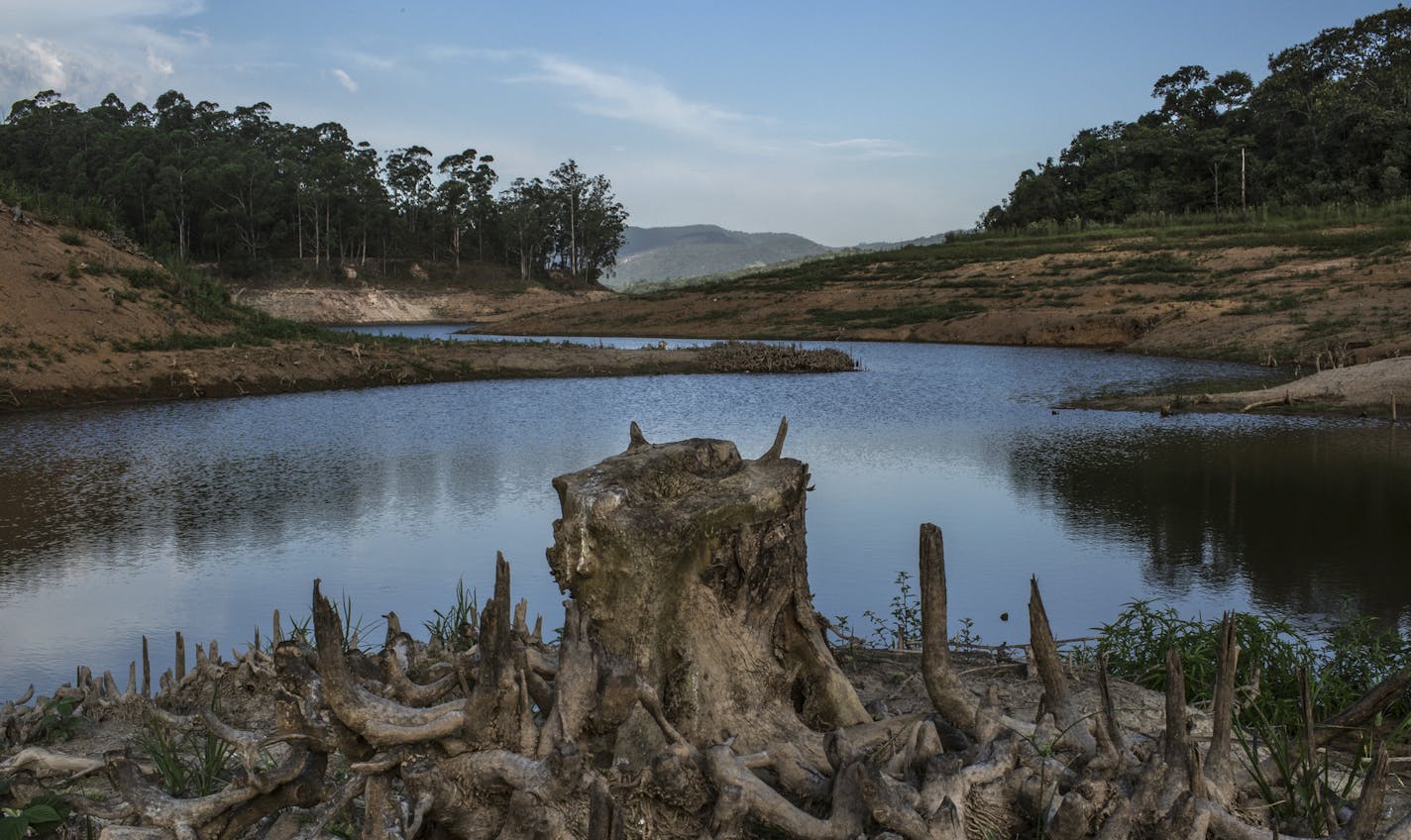 The stump of a tree and its once water-covered roots at Atibainha reservoir, part of the Cantareira system, which is a major water source for the Sao Paulo metropolitan area, in Nazare Paulista, Brazil, Jan. 20, 2015. Deforestation in the Amazon River basin, hundreds of miles away, may also be adding to Sao Paulo&#xd5;s water crisis because cutting the forest reduces its capacity to release humidity into the air, diminishing rainfall in southeast Brazil, according to a recent study. (Mauricio Li