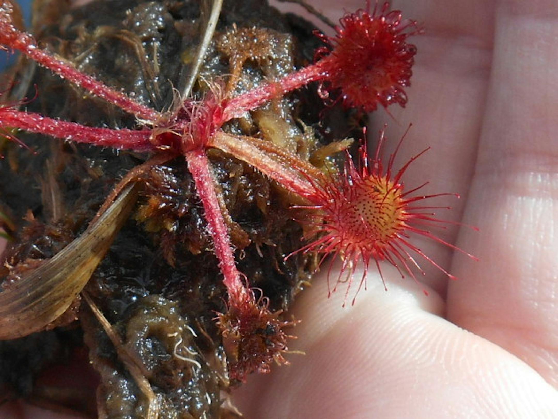 The Sundew