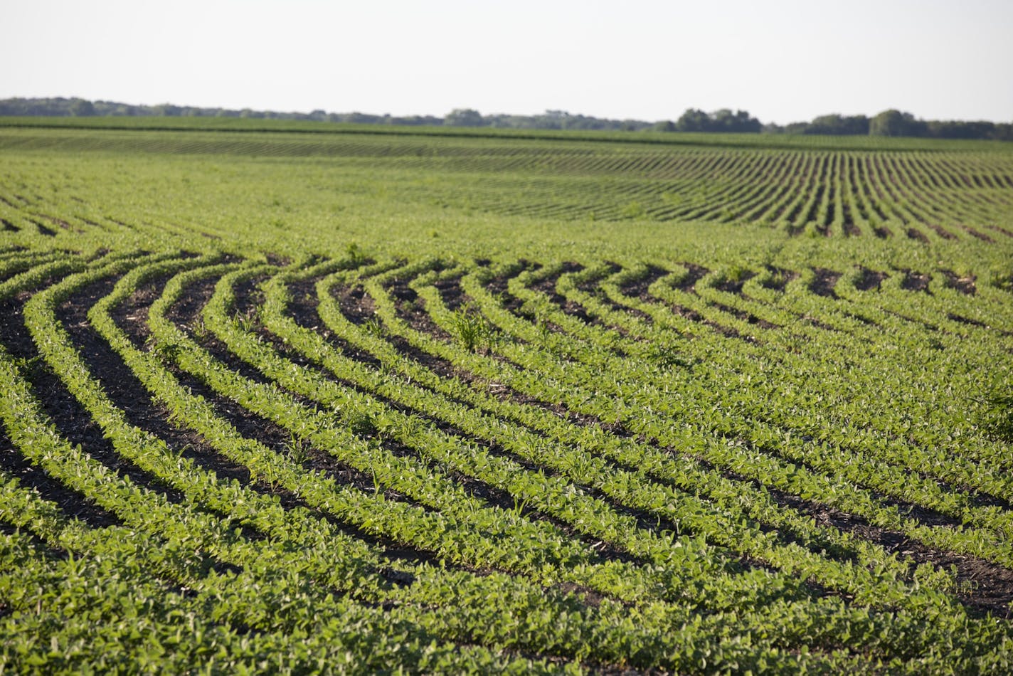 Soybeans in a field near Tiskilwa, Ill., on June 16, 2021. MUST CREDIT: Bloomberg photo by Daniel Acker.