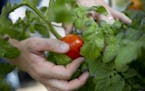 Chris Harms examines a tomato in the garden. He checks each plant in his gardens every day. ] ALEX KORMANN ¥ alex.kormann@startribune.com Chris Harms