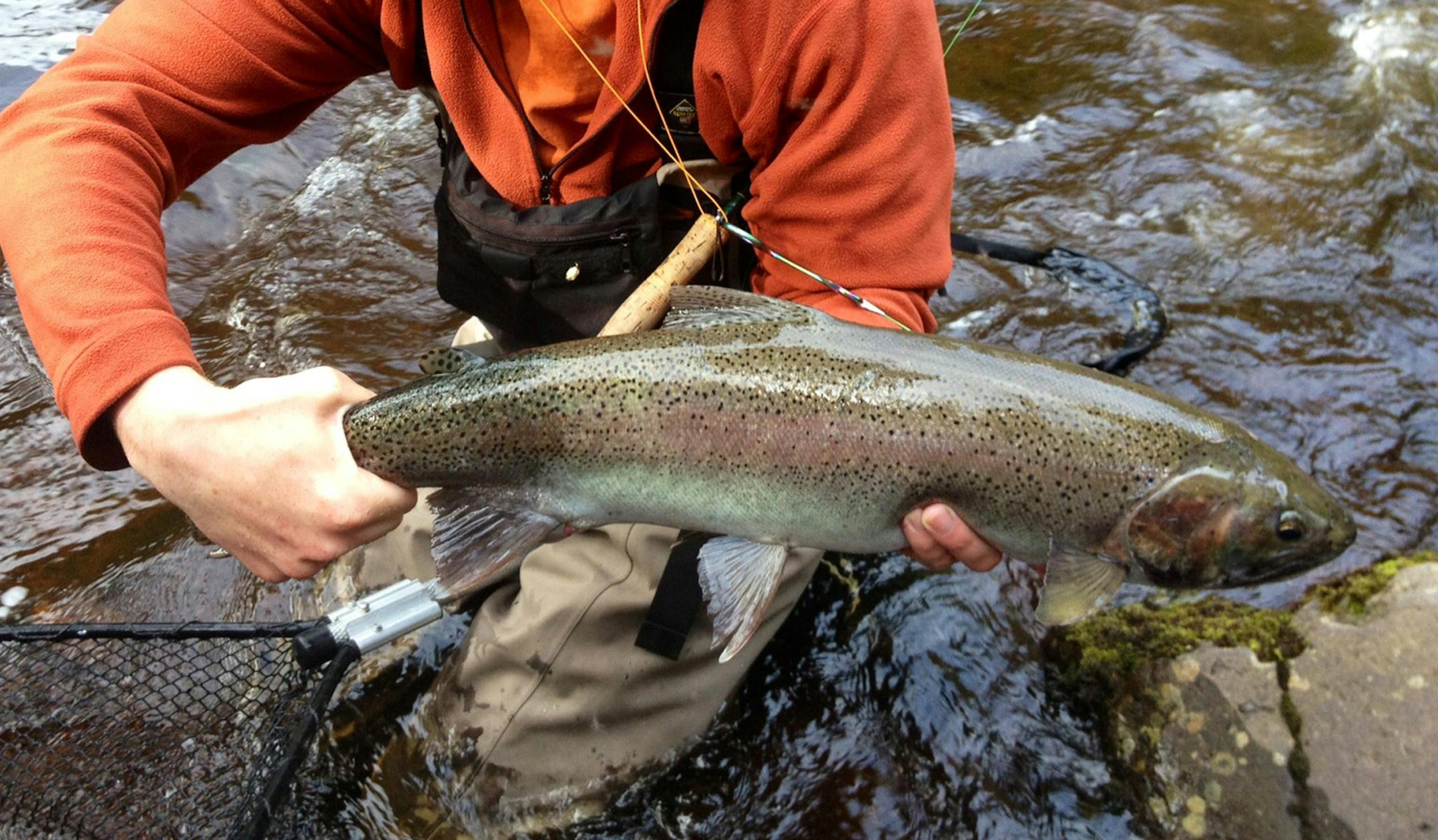 One of the most beautiful fish in the world, and among the strongest, is the steelhead, or migratory rainbow trout, a fish that lives every day on the knife edge that divides life from death, and universally inhabits some of the world’s wildest and most scenic places.