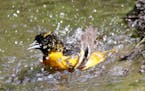 A Baltimore oriole splashes in a spring puddle. Photo by Craig Millard