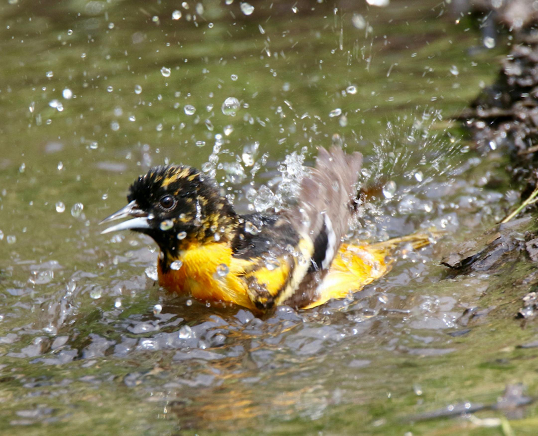 A Baltimore oriole splashes in a spring puddle. Photo by Craig Millard