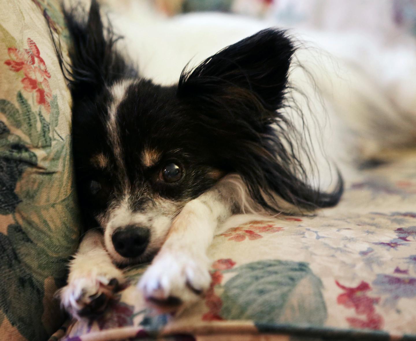 Pip, a 12-year-old Papillon, rests on the couch