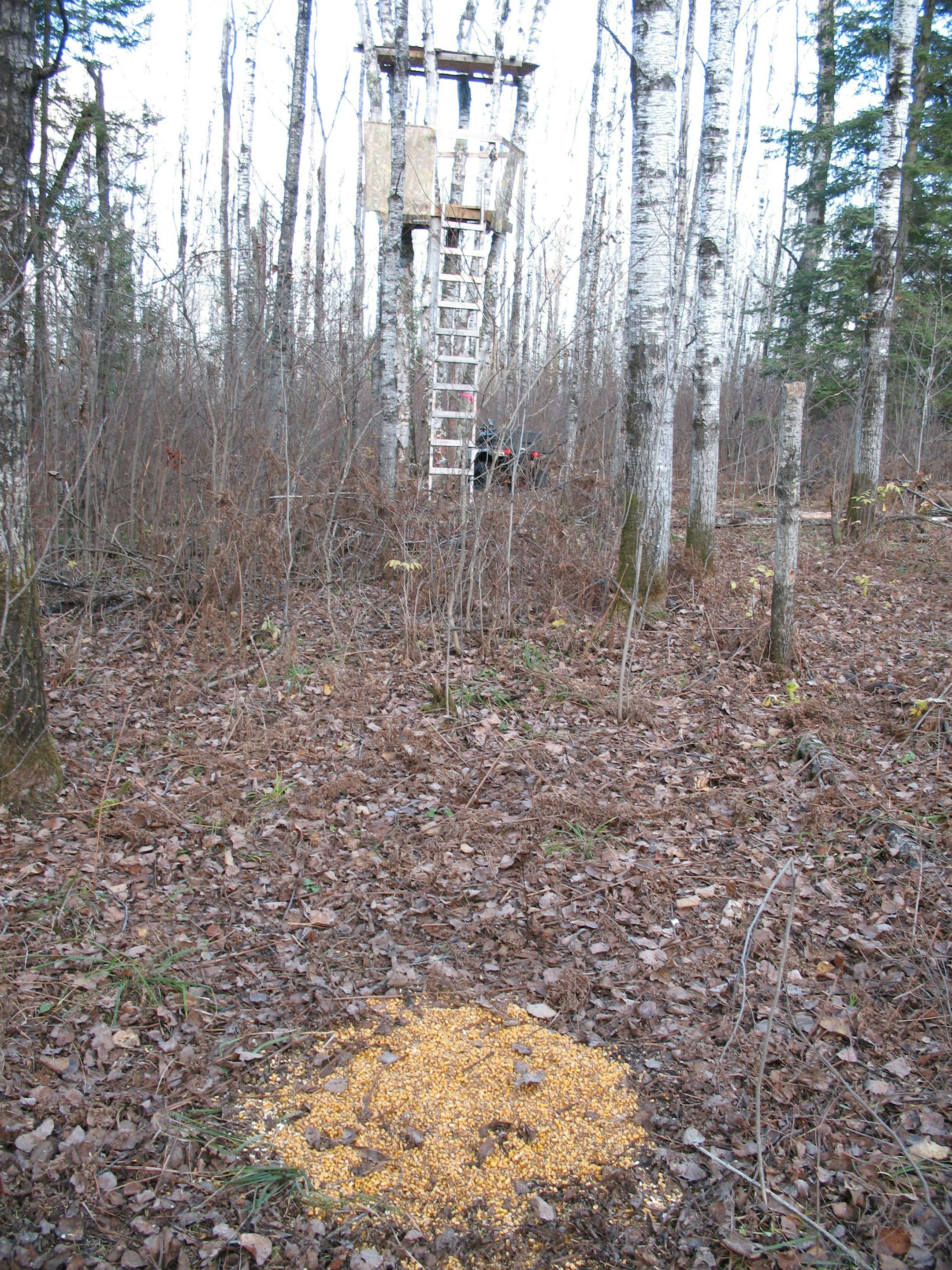 The hunter who illegally put corn out near his deer stand in northern Minnesota last fall was cited for baiting by DNR conservation officer Lloyd Steen of Ray. Steen and other officers say baiting remains widespread in Minnesota.