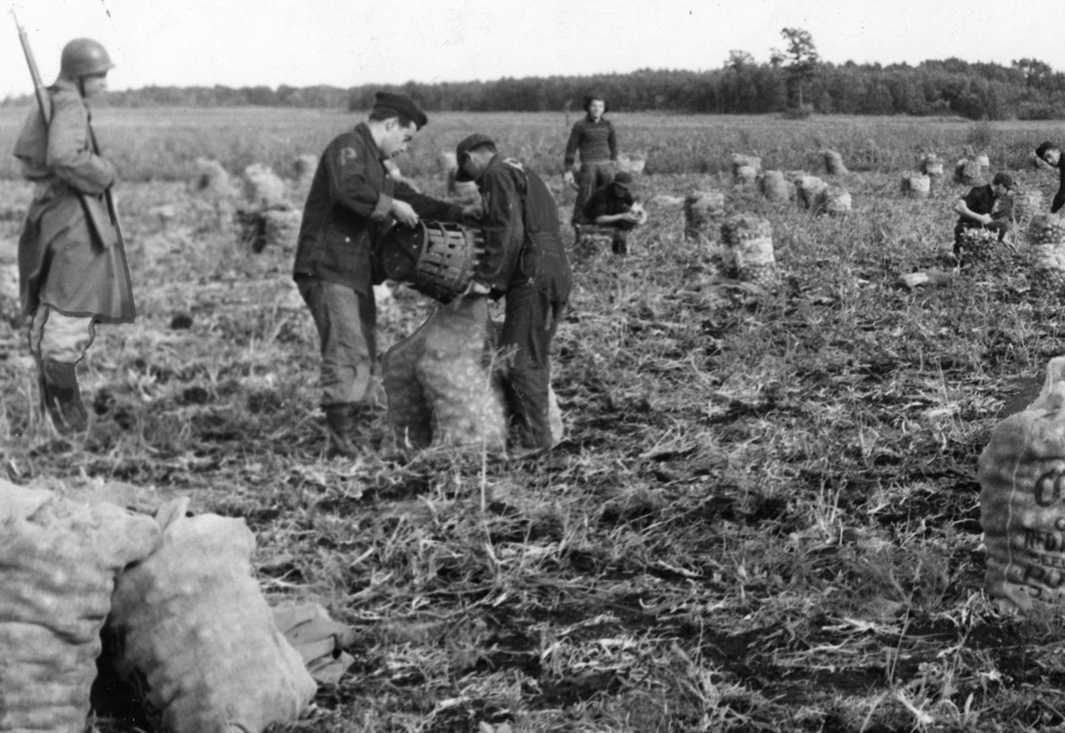 Italian prisoners of war harvest onions near Princeton, Minnesota, at the O.J. Odegard farms, September 1943. Italian World War II POWs in Minnesota helped dig potatoes and onions for Odegard. See article Thursday Sept. 9, 1943, Minneapolis STAR front page, and Sunday July 23, 2006, Star Tribune, page B3. mn1500 World War II prisoners of war harvest onions on a farm near Princeton, Minnesota, September 1943. The war created enough of a shortage of labor in the state that agricultural leaders mad