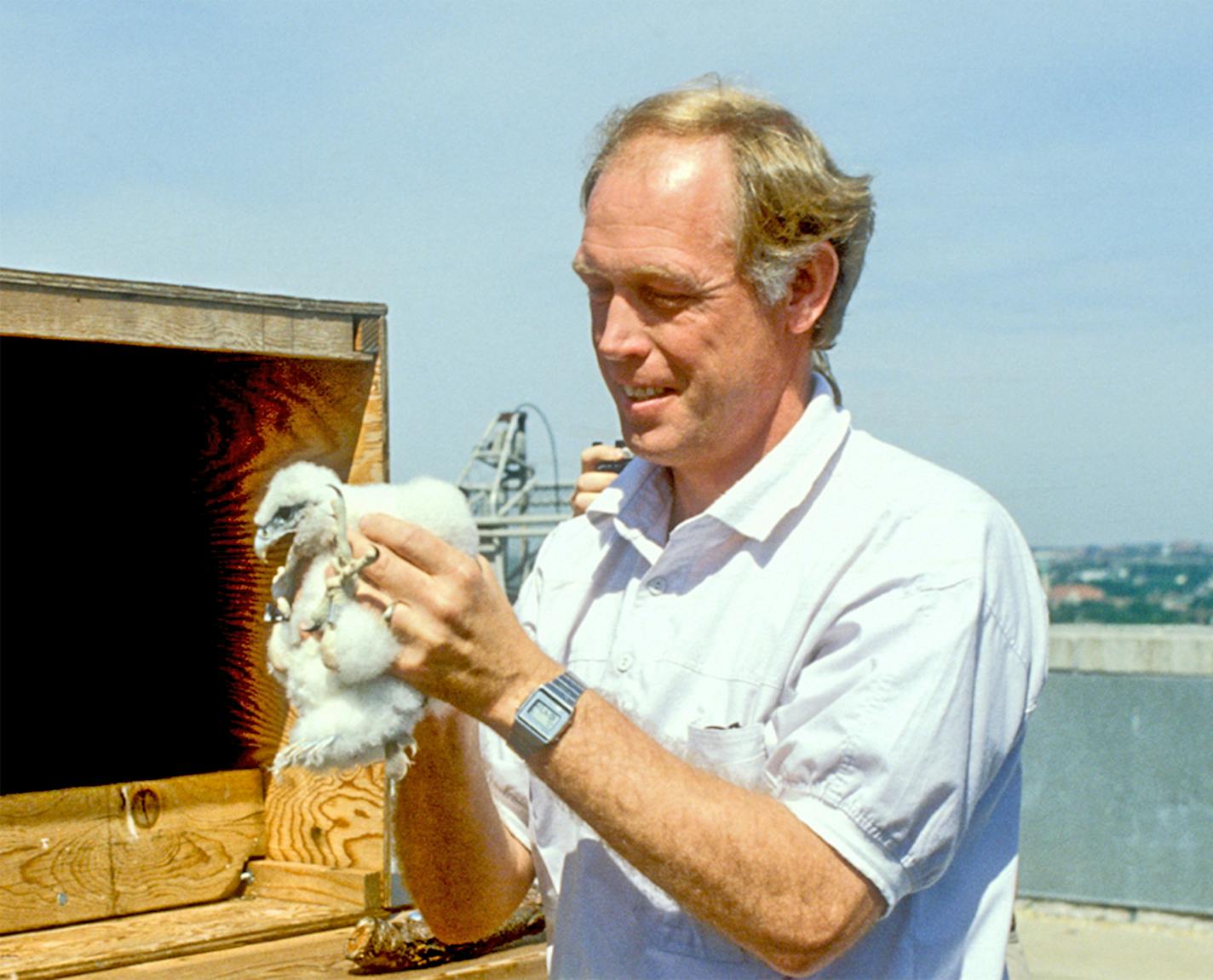 Carrol Henderson holds a Peregrine falcon chick as part one of his signature projects as the first and only non-game wildlife program supervisor at the Minnesota DNR. He was at the center of a successful, collaborative campaign to reintroduce the birds to the wild. Henderson retires from the DNR in October