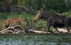 A mother moose returned to check on her calves as she foraged at dusk July 13 on Topaz Lake in the Boundary Waters Canoe Area Wilderness.