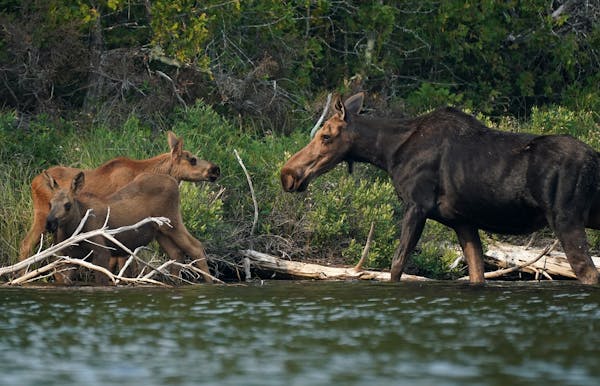 A mother moose returned to check on her calves as she foraged at dusk July 13 on Topaz Lake in the Boundary Waters Canoe Area Wilderness.
