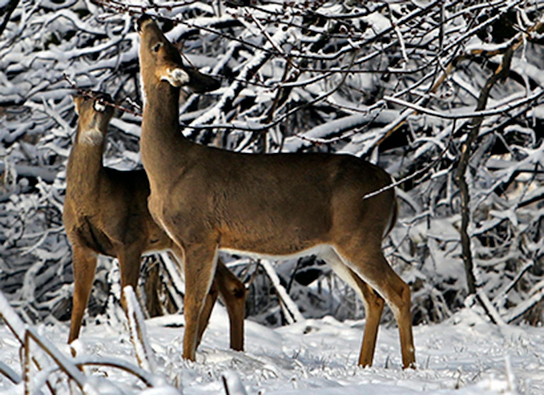 Whitetail deer browsed on tree buds in the Wood Lake Nature Center.