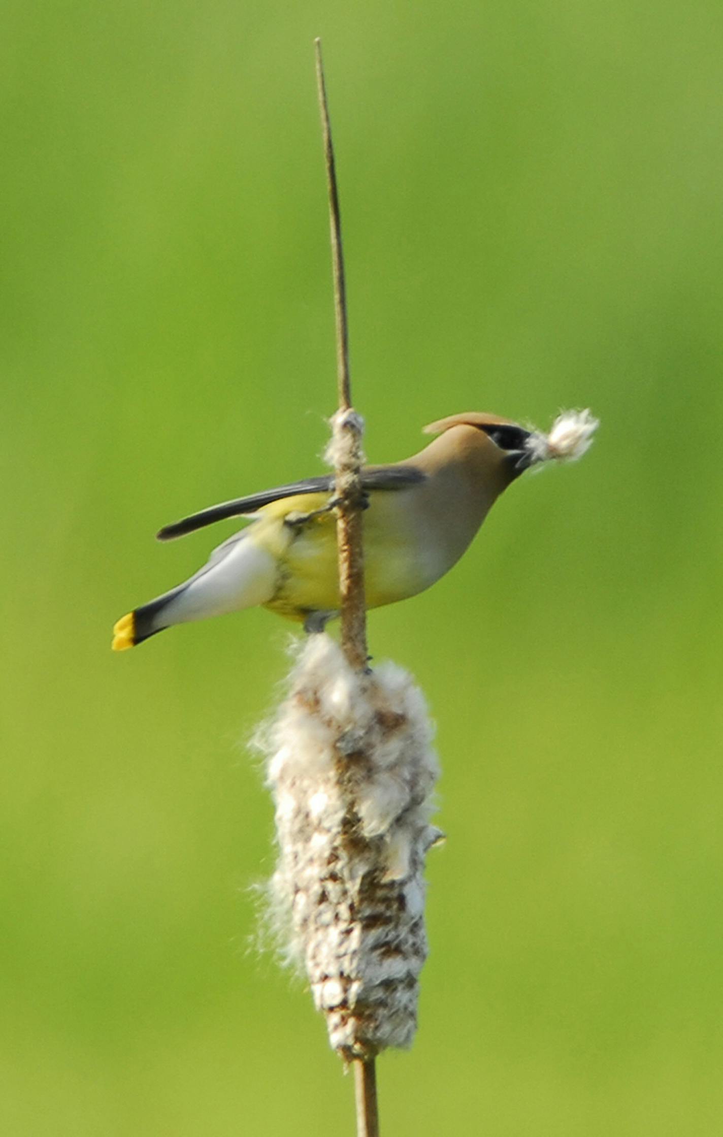 A cedar waxwing provides a lesson in "Late Migrations." Jim Williams • Special to the Star Tribune