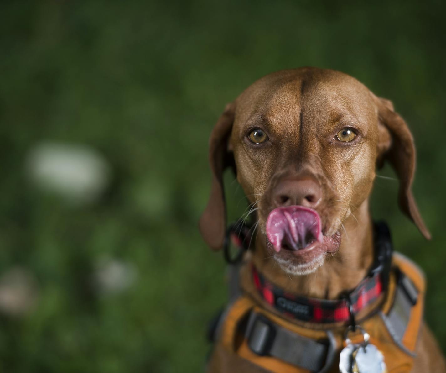 Welly, a 4-year old Vizsla, licked her lips as her owner, Mackenzie Havey, offered her a treat at a green space in southern Minneapolis on Thursday. ] Isaac Hale &#xef; isaac.hale@startribune.com Mackenzie Havey posed for a portrait with her dog Welly, a 4-year old Vizsla, at a green space in southern Minneapolis on Thursday, July 21, 2016.