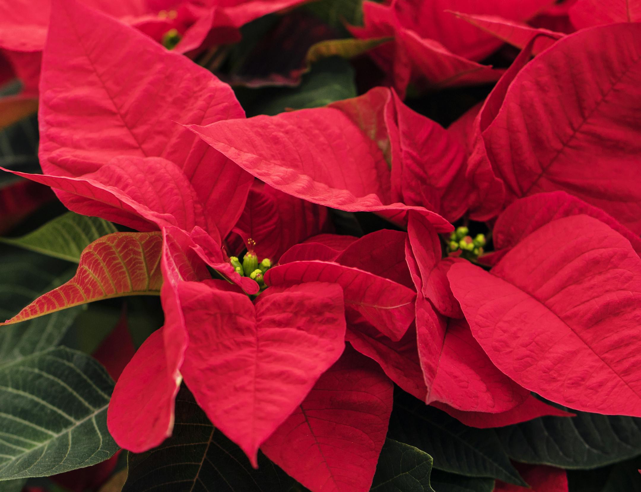 Red is far the most popular color accounting for 70% of poinsettias sold. ] The Bachman Growing Range and Greenhouse in Farmington is huge and has 70,000 poinsettia plants that grow there in a year. Richard Tsong-Taatarii/rtsong-taatarii@startribune.com
