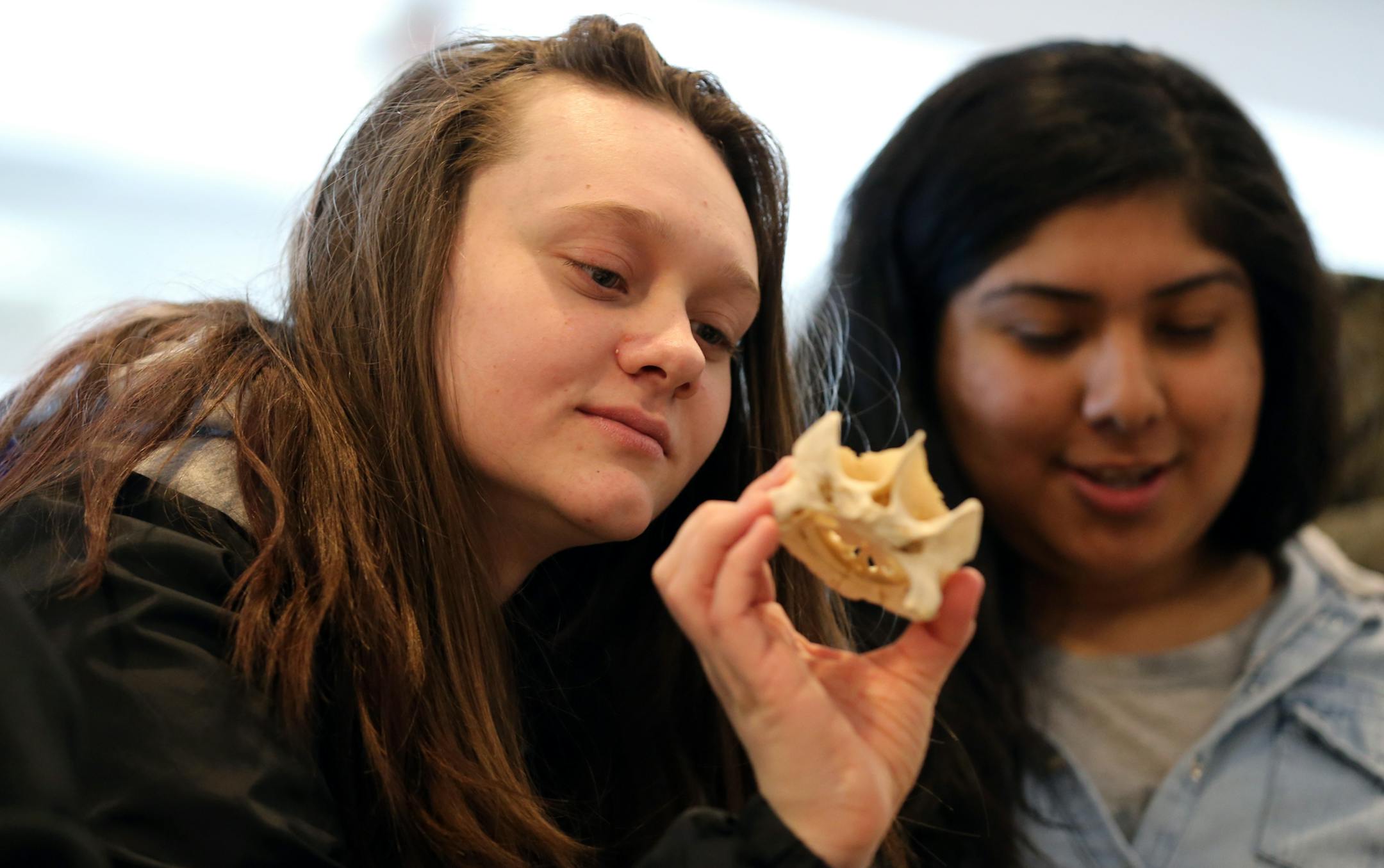 17-year old Tesla Brooks, a student at Fairview High School, held up the skull of a snapping turtle at the Maplewood Nature Center booth. Behind her is classmate Adriana Ocampo. ] Shari L. Gross • shari.gross@startribune.com The city of Maplewood hosted its first municipal-career fair for high schoolers on Thursday, February 28, 2019 at the Maplewood Community Center. Ramsey County, St. Paul, the state and neighboring cities will all be there. In this tight job market, cities and counties