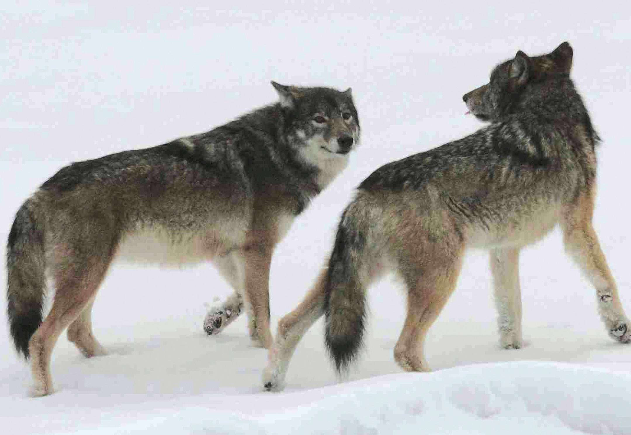 Photo courtesy of Rolf Peterson, Isle Royale wolf project. The new wolf pair at the west end of Isle Royale, female on the left. ORG XMIT: MIN2012121318175048