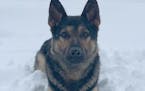 Kyro, a K-9 in the Chisago County Sheriff’s Office, died in a house fire, officials said.
