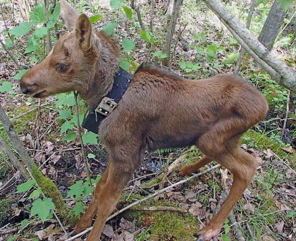 A days-old moose calf showed off a radio collar that expands with growth.