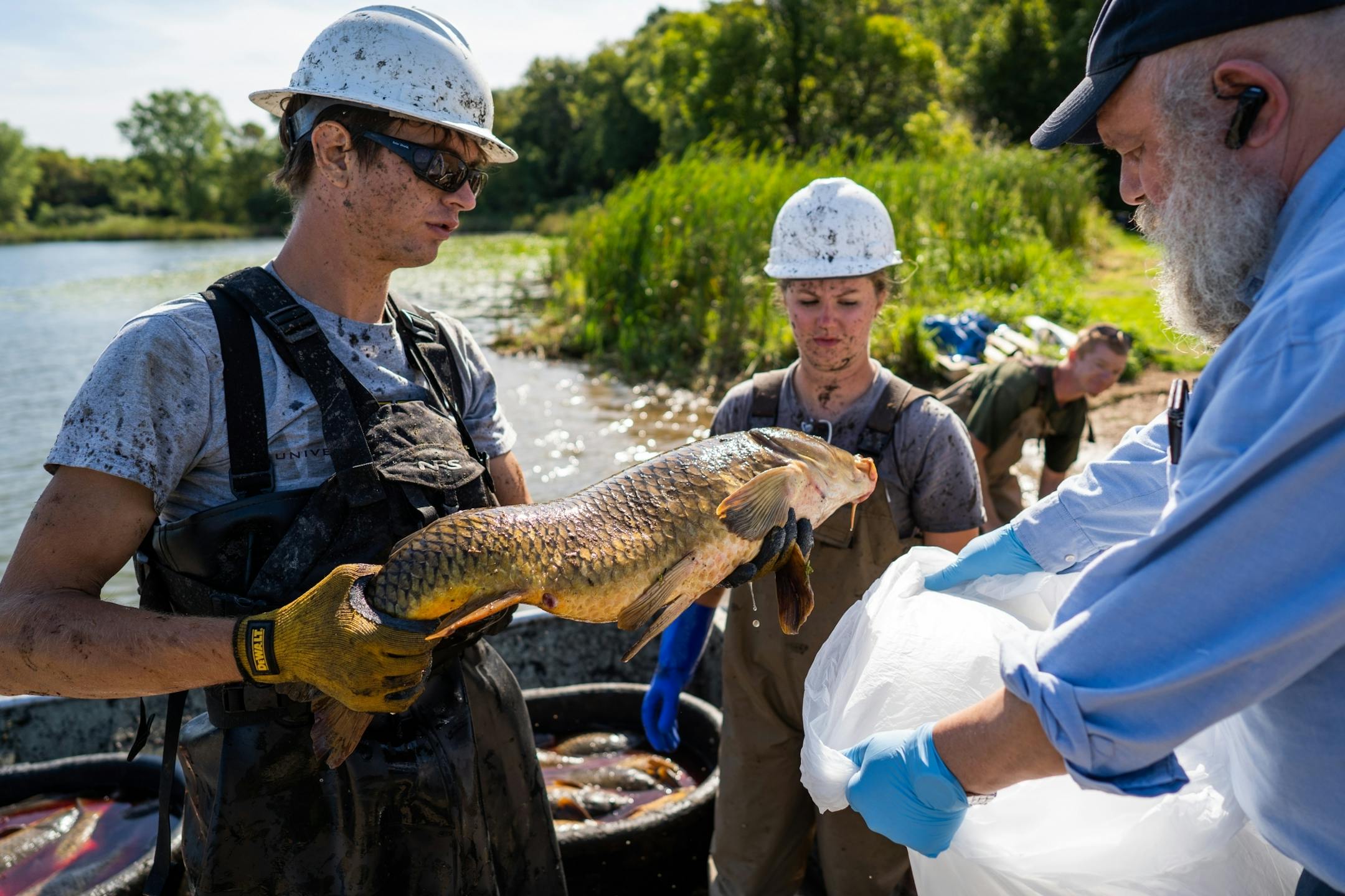 Anatoly (last name not given) collected carp for Chabad House in West St. Paul.