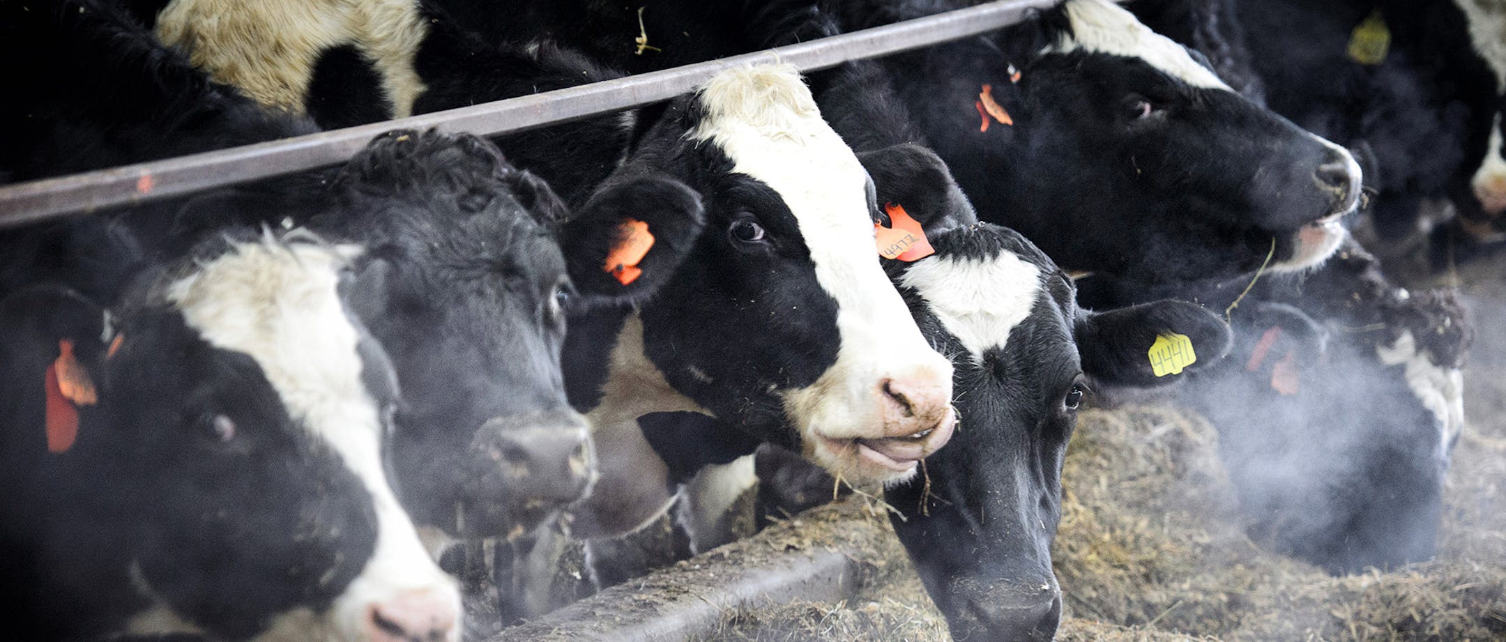Cows eating on Pat Luneman's dairy farm. ] GLEN STUBBE * gstubbe@startribune.com Tuesday, December 23, 2014 Pat Lunemann is president of the Minnesota Milk Producers Association and owns over 700 cows in his dairy operation in Clarissa, Minnesota. ORG XMIT: MIN1412232311020751