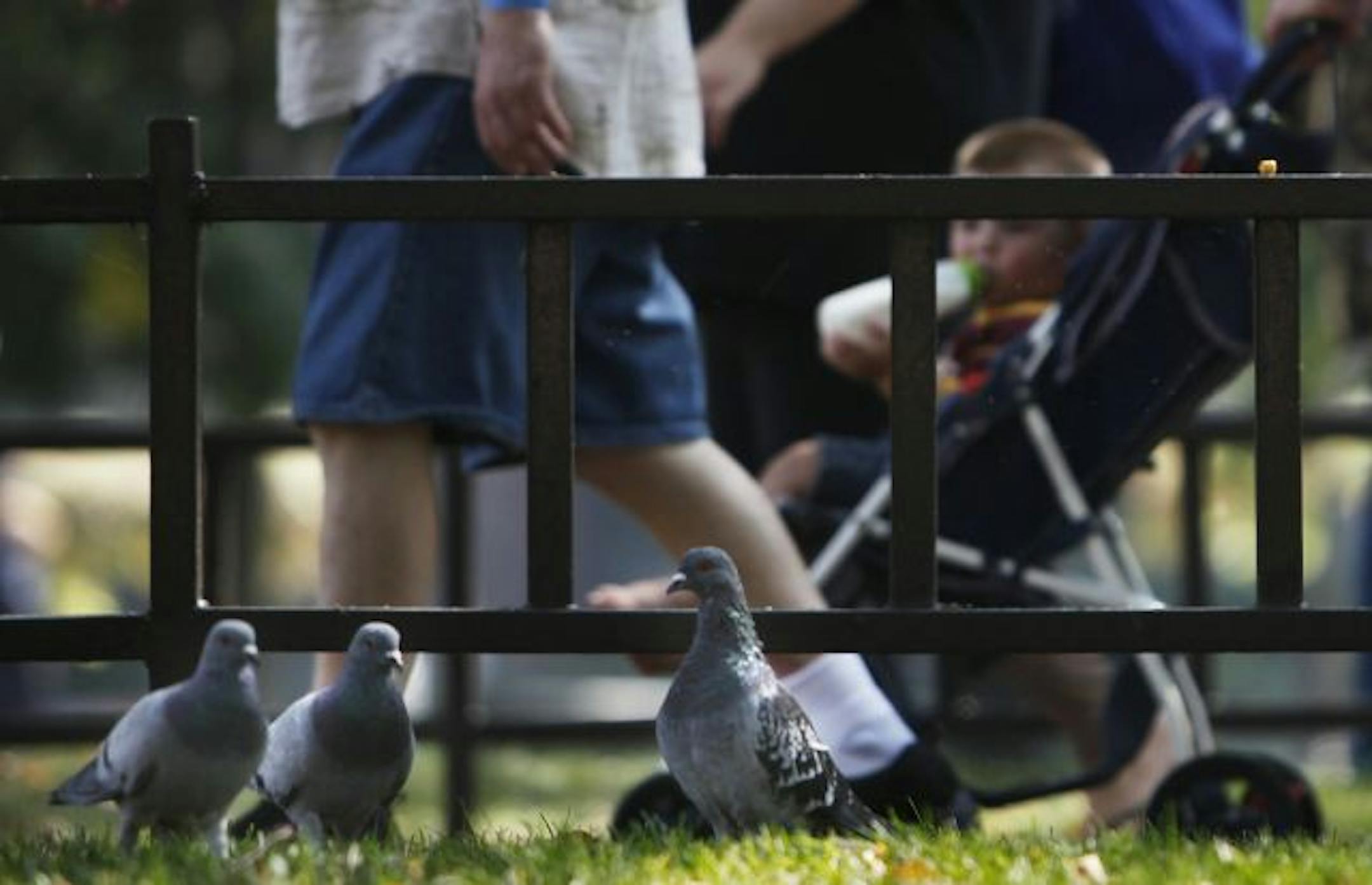 Several pigeons gathered on the grassy area where they were looking for crumbs to feed on. The St. Paul City Council will consider an ordinance to require property owners to "pick up animal droppings." That's code for, "Hey, downtown building owners, take care of the pigeon problem!" It's part of the city's neverending quest to rid downtown of pigeon waste.