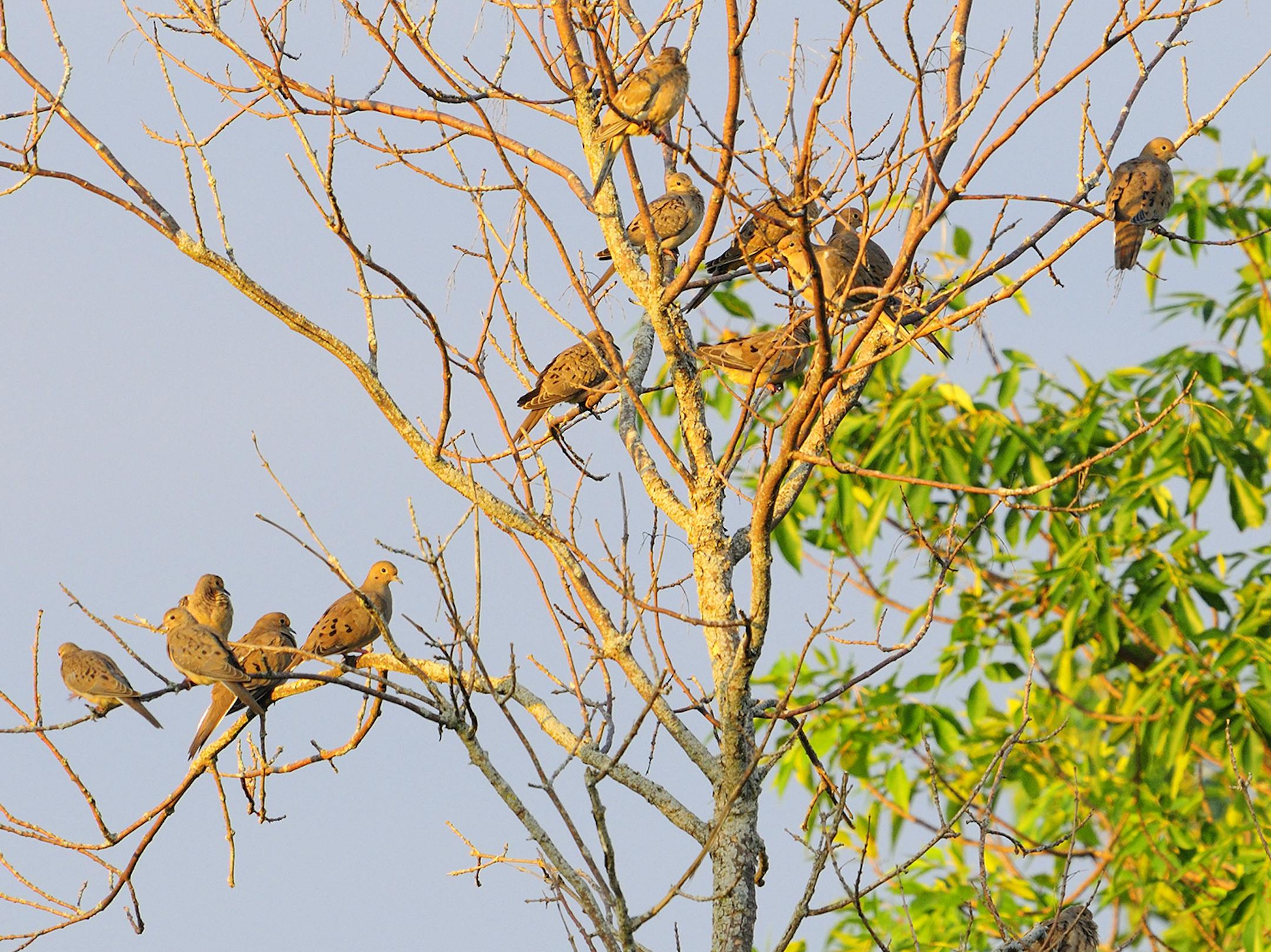 A mourning dove flock often favors mid-day loafing in a many-branched dead tree.