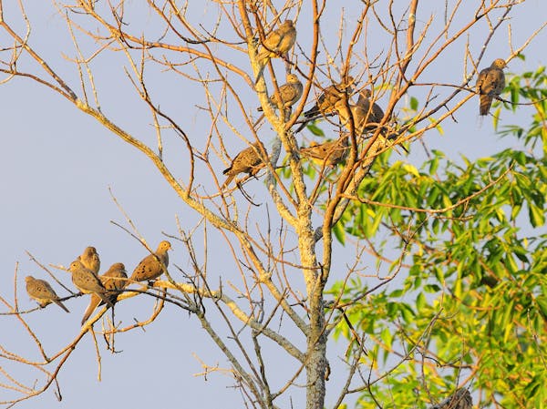 A mourning dove flock often favors mid-day loafing in a many-branched dead tree.