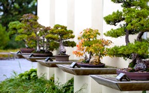 The Mother's Day Bonsai Show takes place this weekend at the Marjorie McNeely Conservatory in St. Paul.