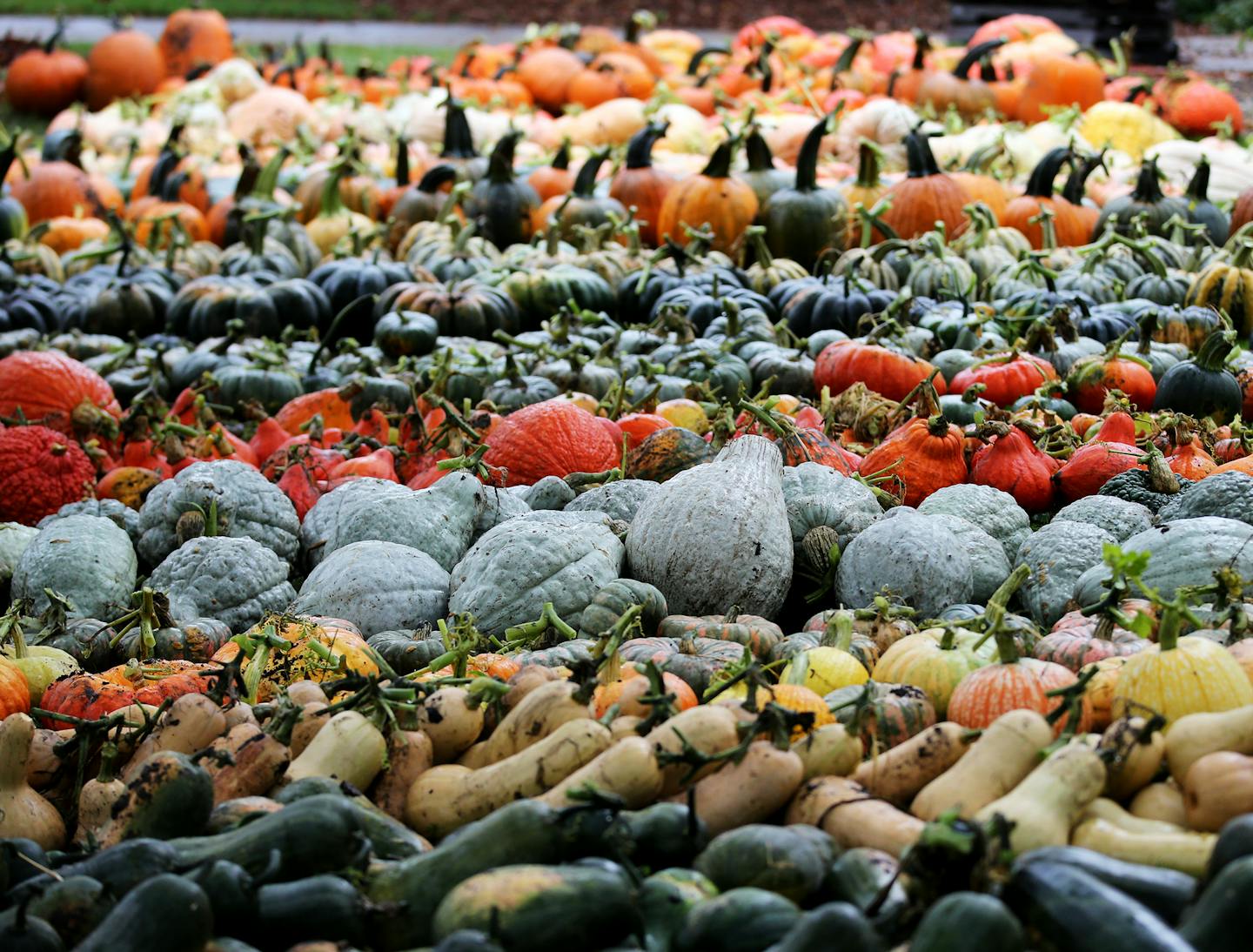 Gourds are harvested and sorted by variety.