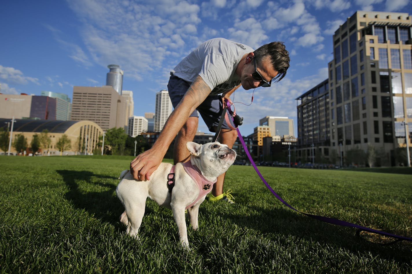 Jeff Holz takes advantage of the Common park, walking his two french bulldogs Stitch and Bella(not Pictured) in the morning hours in downtown Minneapolis MN. The new, much-debated Commons park opened to little fanfare. But the people's park is turning out to be much better than early opponents expected. [ Star Tribune Photo by Tom Wallace &#x2022; tom.wallace@startribune.com EXTRA INFO: Freelancer Frank Martin Tuesday July 26, 2016