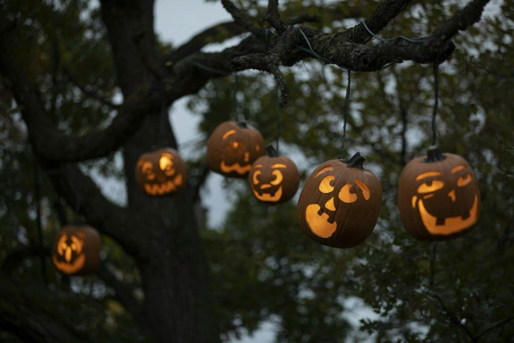 The pumpkins hanging from trees are not real, or the weight would be too much for the trees to bear.