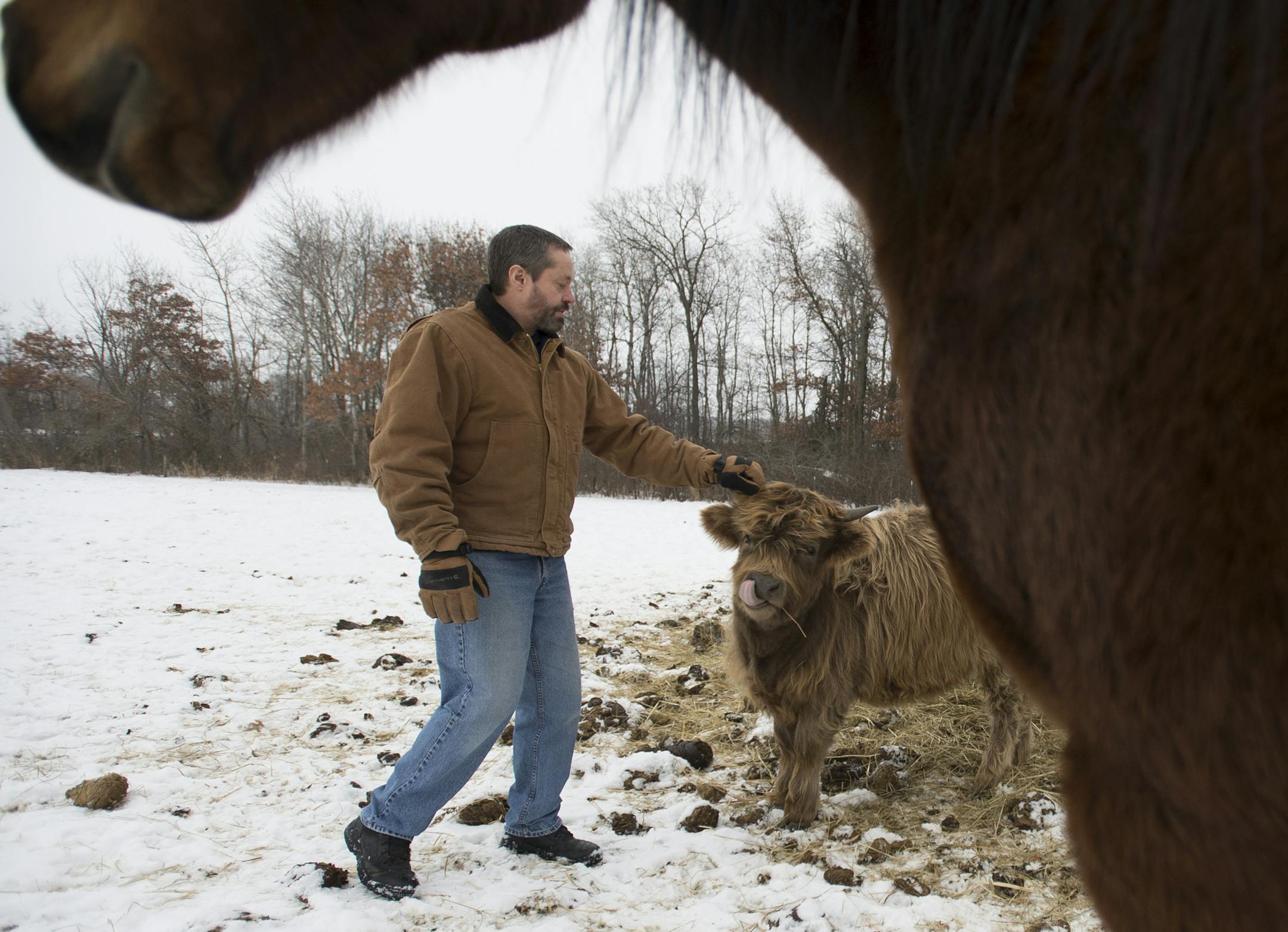 Troy Burklund checks up on his animals, which include Highland cattle and a horse. For a long period after his surgery, he had to delegate much of the work around the house to family members while he was immobile. ] AARON LAVINSKY • aaron.lavinsky@startribune.com Troy Burklund, former Sauk Rapids police officer, had to retire early because of a faulty hip replacement. He is a participant in a lawsuit settlement and might receive hundreds of thousands of dollars if the complex, multi-juris