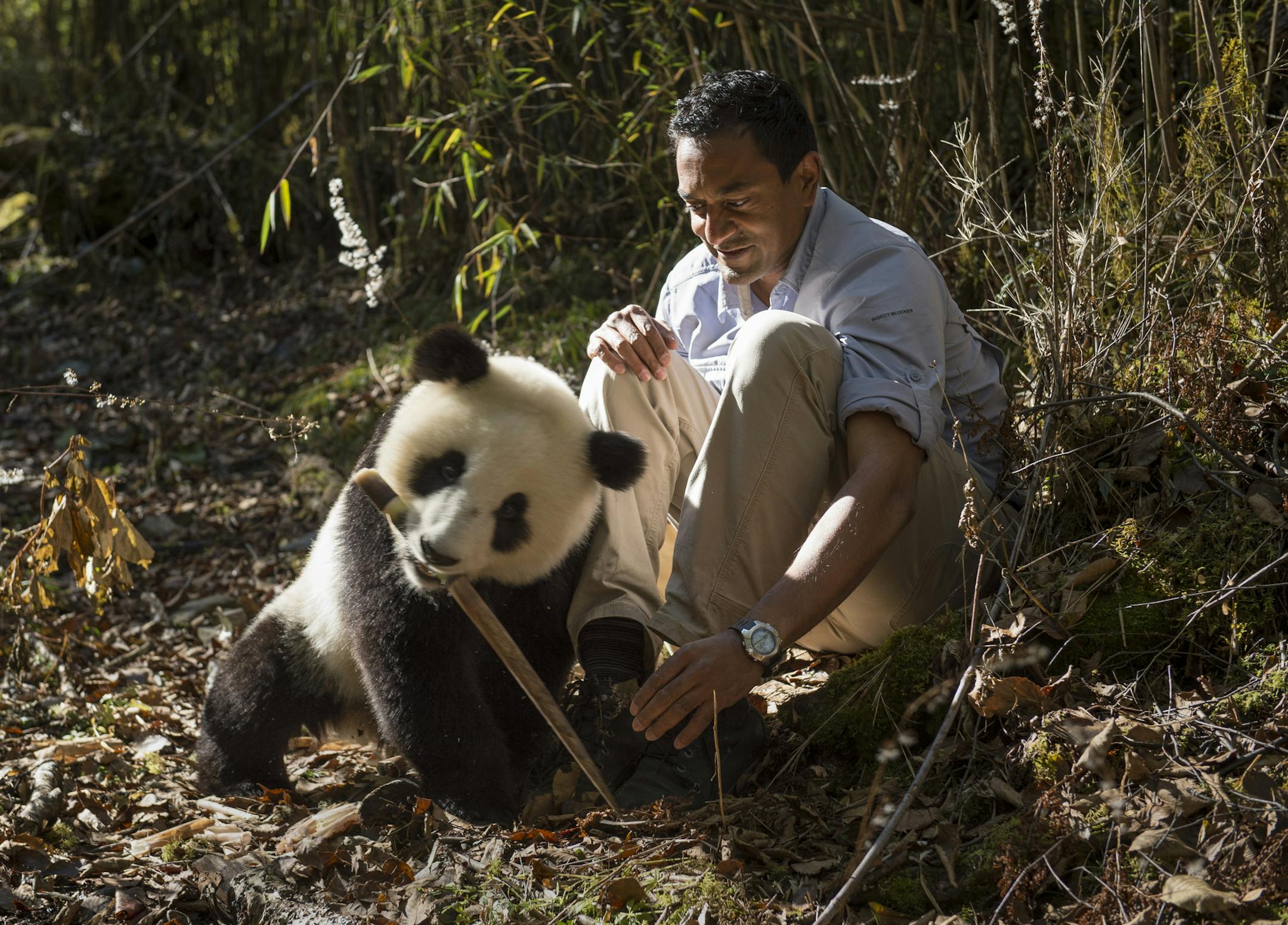 Credit: Courtesy of Ami Vitale Producer: Passion Pictures EARTH - A NEW WILD Sanjayan and panda