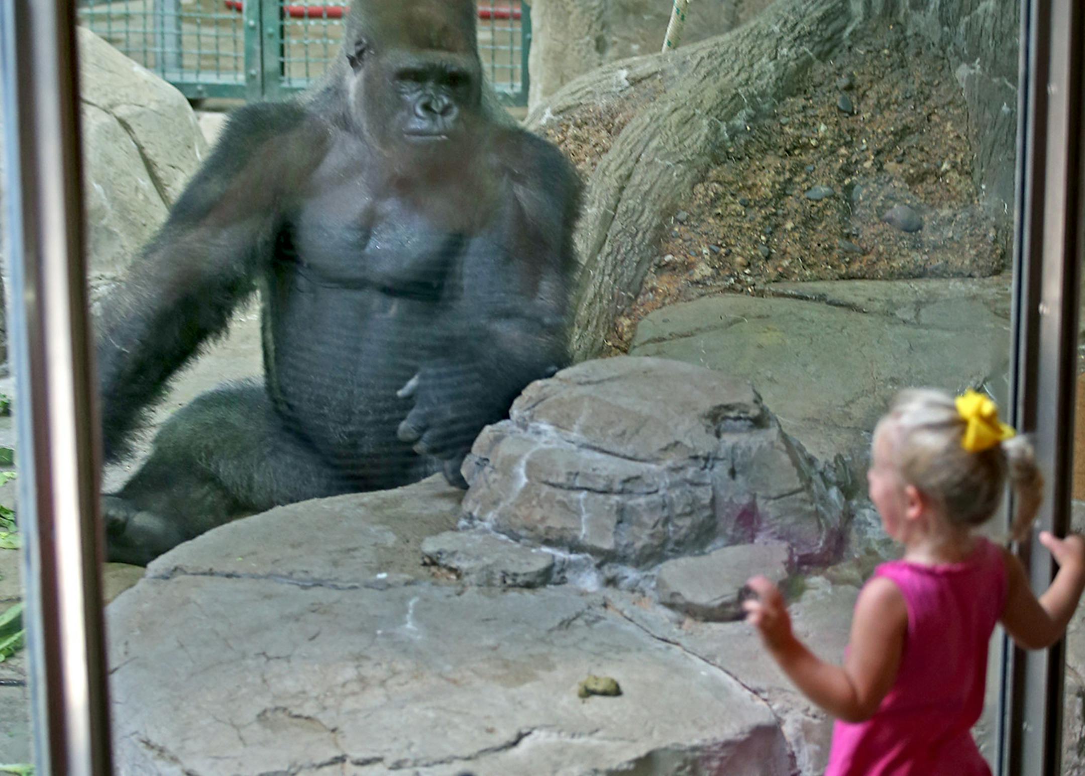 Como Zoo visitors filled the gorilla exhibit to take a peek at the gorillas, including Virgil, shown here, Thursday, July 10, 2014 in St. Paul, MN. A ] (ELIZABETH FLORES/STAR TRIBUNE) ELIZABETH FLORES • eflores@startribune.com