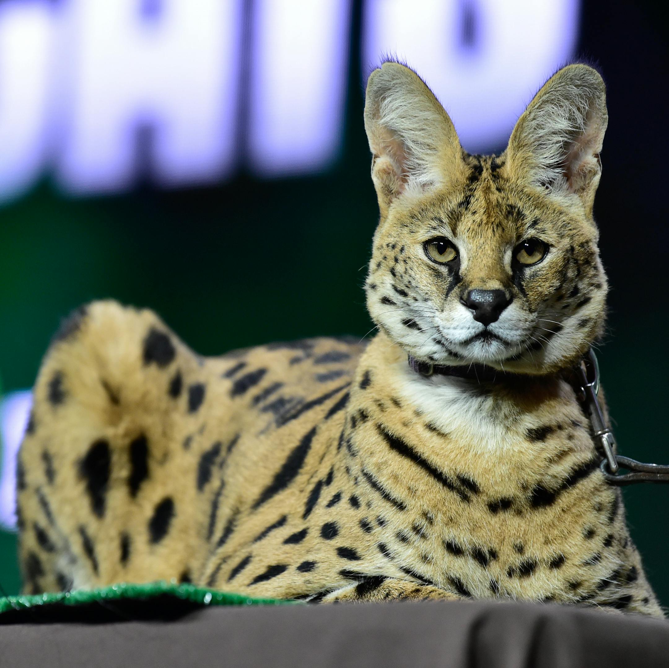 Credit: Courtesy of Rahoul Ghose/PBS
"Super Cats"