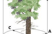 Want to measure a big tree? Here's how
