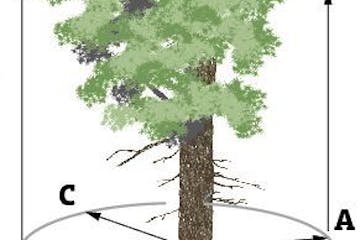 Want to measure a big tree? Here's how