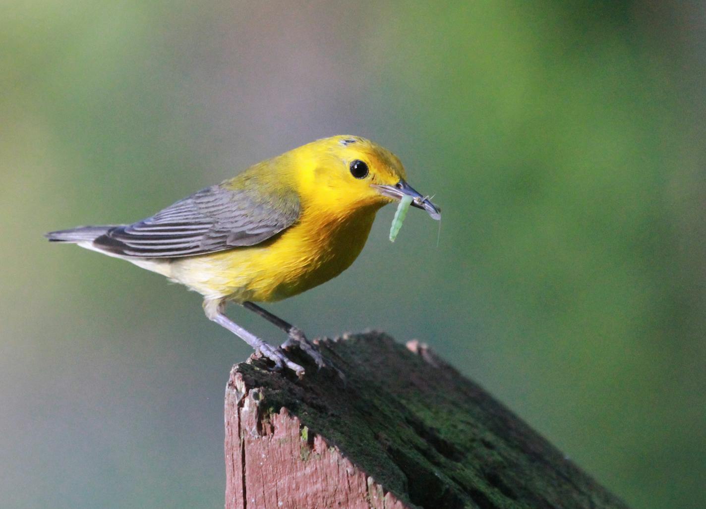 The prothonotary warbler, like nearly all songbirds, raises its nestlings on insects. credit: Don Severson