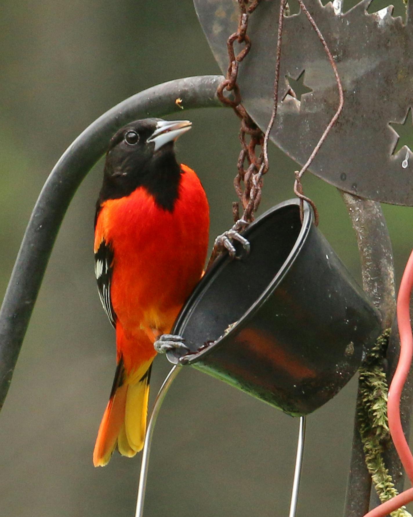 An unnaturally red oriole dines on grape jelly.Photo by Phyllis Terchanik ONE TIME USE