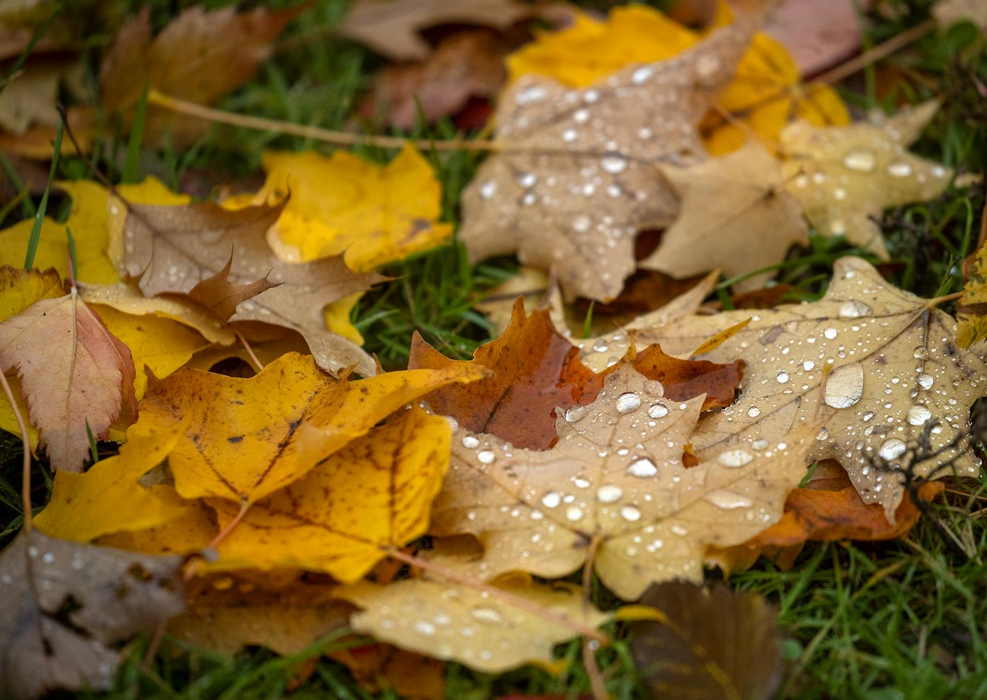 Rain and wind threw leaves off the trees along East River Road near Summitt Avenue in St. Paul, MN. ] ELIZABETH FLORES &#x2022; liz.flores@startribune.com