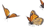 Monarch Butterflies in various flying, basking and standing positions. ORG XMIT: MIN1409291501111126
