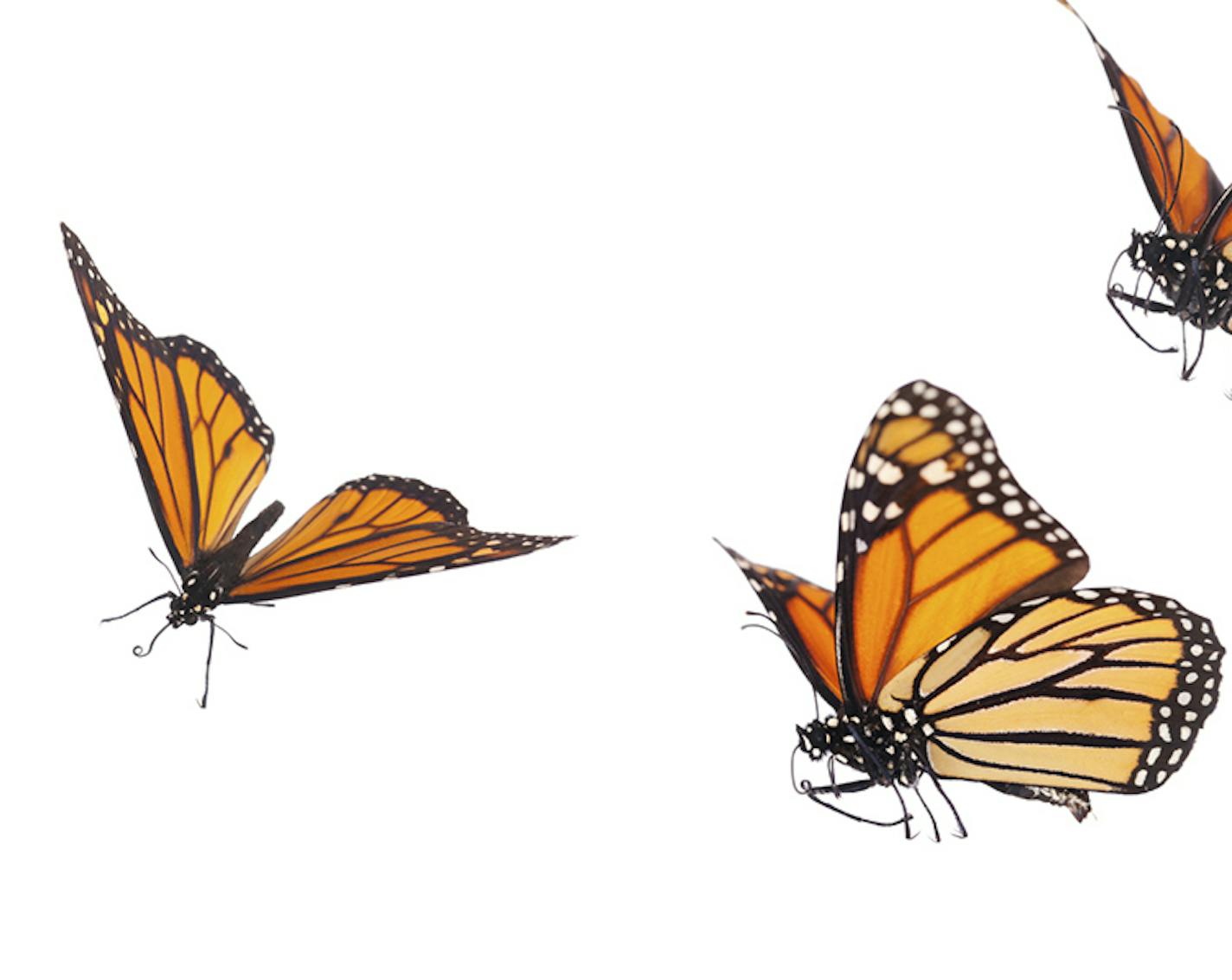 Monarch Butterflies in various flying, basking and standing positions. ORG XMIT: MIN1409291501111126