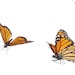 Monarch Butterflies in various flying, basking and standing positions. ORG XMIT: MIN1409291501111126