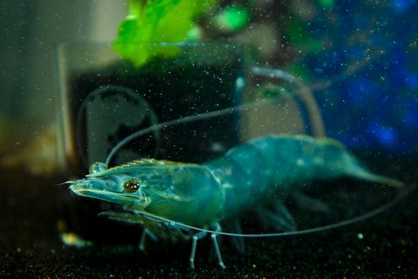 A Pacific white-legged shrimp raised at Tru Shrimp’s facility in Balaton, Minn.