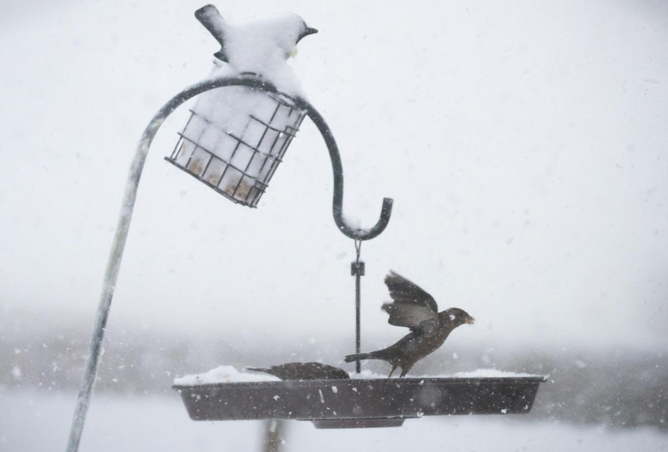 Birds looked for food in a bird feeder in St. Paul during a winter storm.